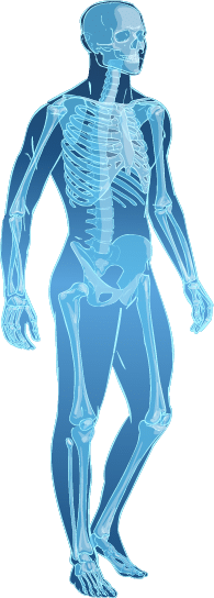 Skeleton - Orthopedic Conditions and Treatments